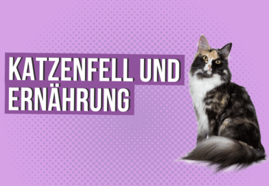 So beeinflusst die Ernährung das Katzenfell