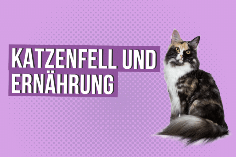 So beeinflusst die Ernährung das Katzenfell
