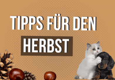 Herbst-Tipps für Hund und Katze