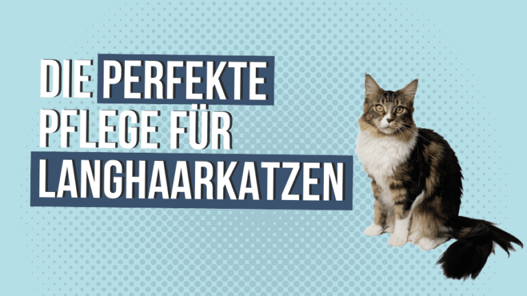 Langhaarkatzen richtig pflegen