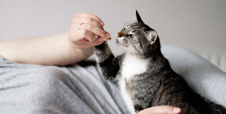 Das optimale Futter bei Verdauungsbeschwerden