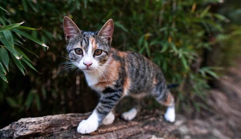 Ist deine Katze fürs Freigänger-Leben geeignet?