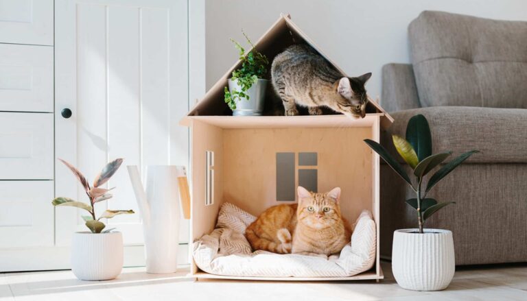 Die Persönlichkeitstypen der Katze