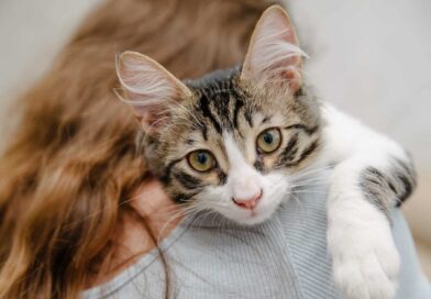 Die innere Uhr der Katze
