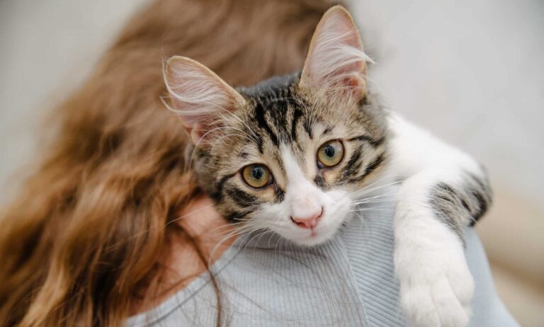 Die innere Uhr der Katze