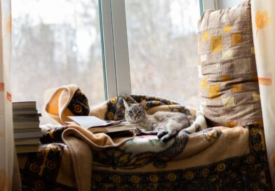 Bleibt die Katze problemlos allein zuhause? <span style='font-size:13px;'>| Mach den Test!</span> 