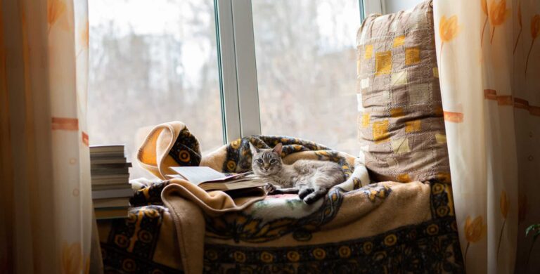 Bleibt die Katze problemlos allein zuhause?