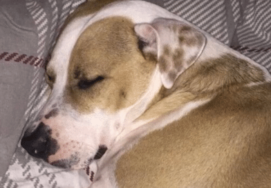 Fred, unser Superheld auf vier Pfoten
