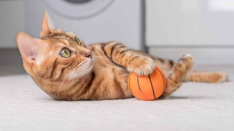 Nicht nur für Hunde: Auch Katzen können apportieren