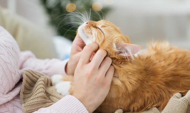 Wie Katzen uns zur Ruhe bringen