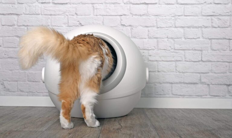 Das perfekte Katzenklo