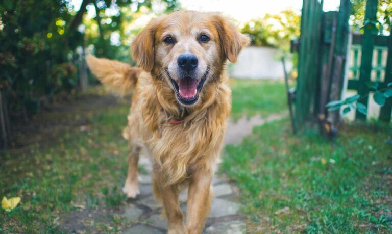 Hunde als Therapeuten: Die Macht des Wedelns!