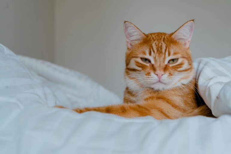 So gehst du mit aggressiven Katzen um