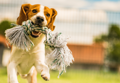 Welcher Spieltyp ist dein Hund?