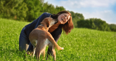 Starker Schutz in einer Welt voller Abenteuer: Die Uelzener Hunde-OP-Versicherung