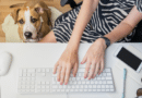 So wird er zum perfekten Bürohund