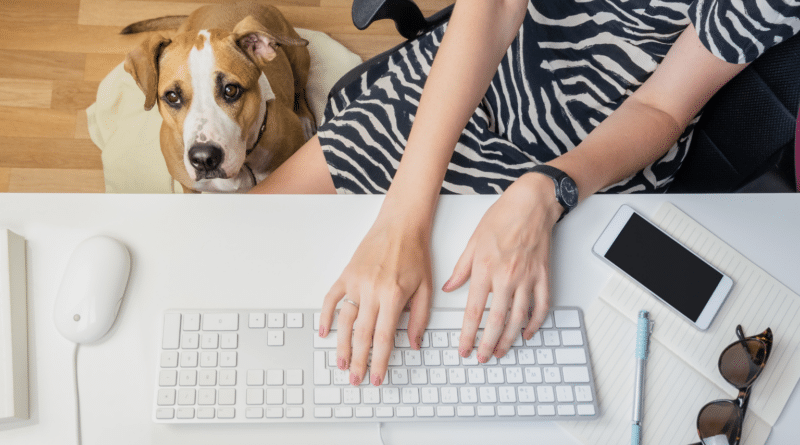 So wird er zum perfekten Bürohund