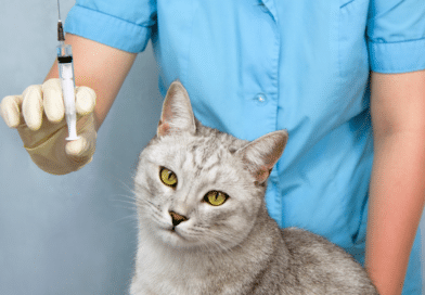 Diabetes bei Katzen <span style='font-size:13px;'>| Alles, was du wissen musst</span> 