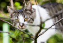 Jagen alle Katzen gleich?