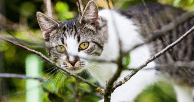 Jagen alle Katzen gleich?