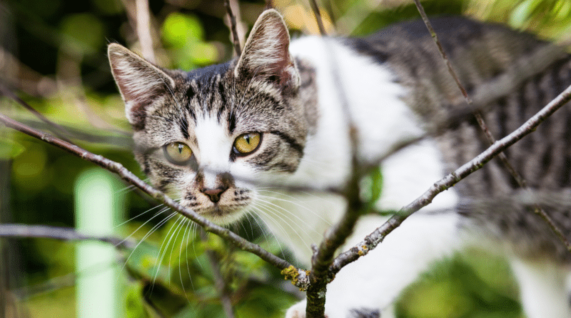 Jagen alle Katzen gleich?