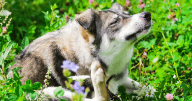 Hund mit Allergie? So kannst du ihm helfen