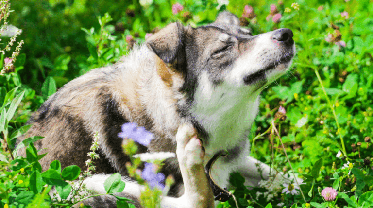 Hund mit Allergie? So kannst du ihm helfen