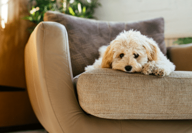 Stress bei Hunden: Erkennen, Verstehen, Helfen