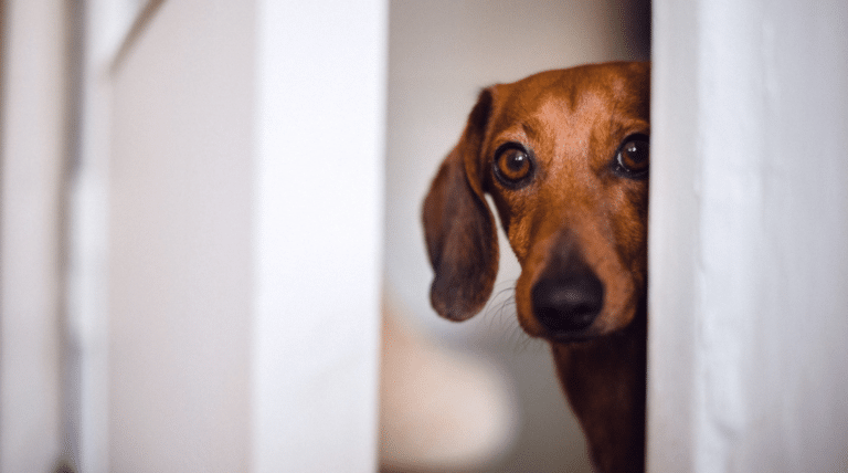 Trennungsangst vermeiden