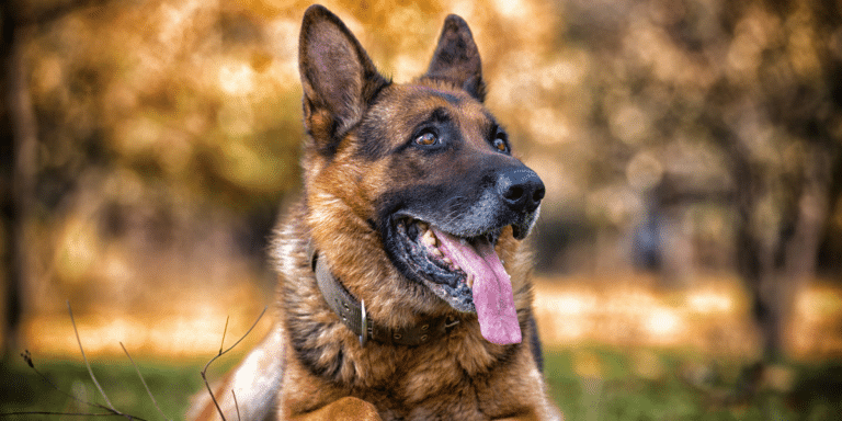 Darex vom Schwannenhof