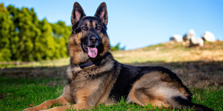 Bags – eine Minenspürhündin für eine bessere Welt in Bosnien