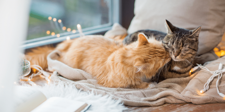 10 Dinge, die du noch nicht über Katzen wusstest