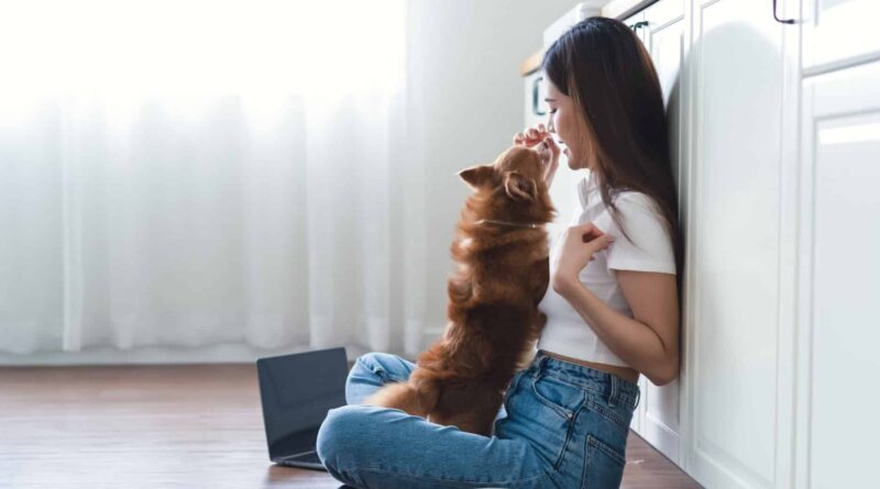 Wie geht man sicher mit einem kleinen Hund Gassi?