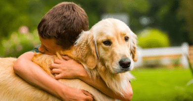 Kann der Hund helfen bei PTBS?