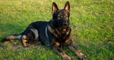 Aramis – auf dem Weg zum Minenspürhund