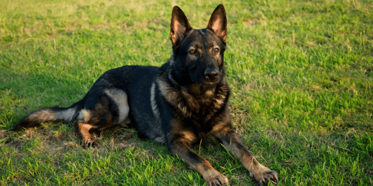 Aramis – auf dem Weg zum Minenspürhund