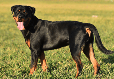 Ilko vom Stüffelkopf – ein Rottweiler auf Abwegen