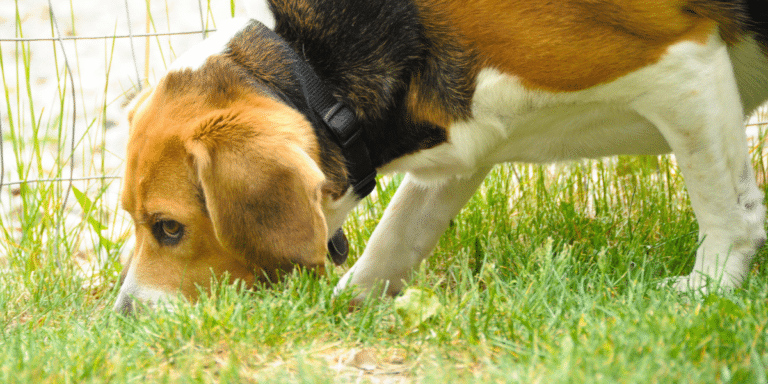 Else – Lebensmittelspürhund aus angeborener Leidenschaft
