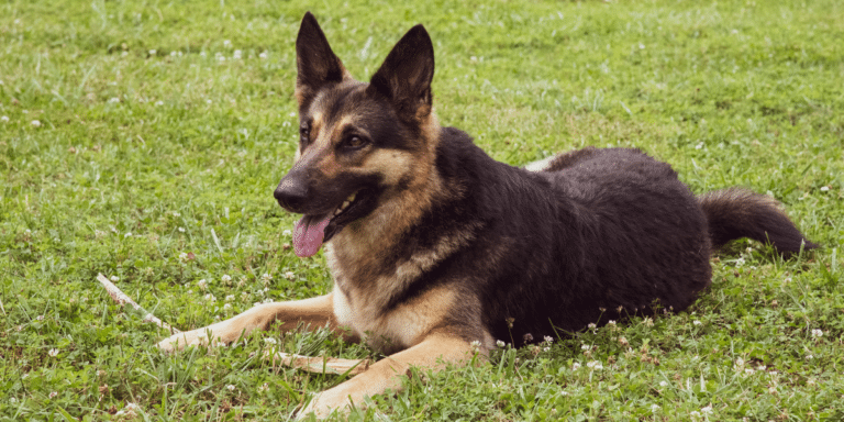 Darex – Prüfung im Sprengstoffbereich