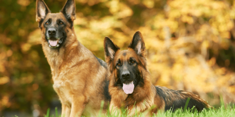 Aufbau eines Hundeausbildungszentrums in Sri Lanka