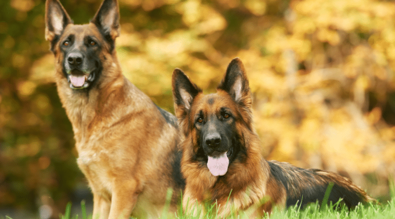 Aufbau eines Hundeausbildungszentrums in Sri Lanka