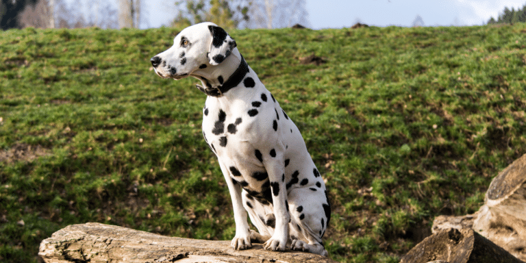 Wie gut kannst du mit schwierigen Hundesituationen umgehen?