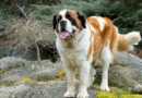 Welcher Film- oder Serienhund entspricht deinem Hund am meisten? <span style='font-size:13px;'>| Mach den Test!</span> 