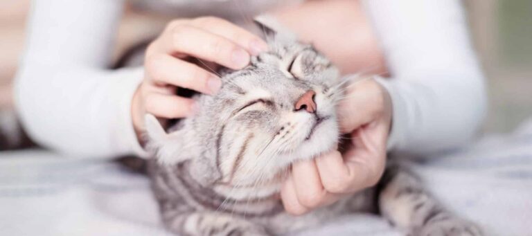 Massage & Akupressur bei der Katze