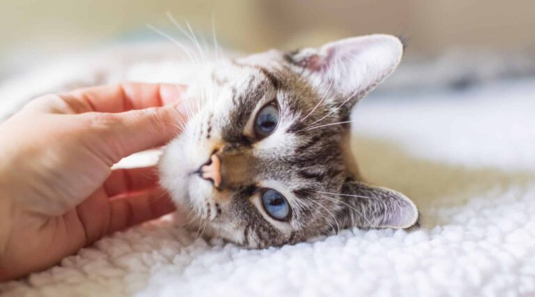So wichtig ist Entspannung für die Katze