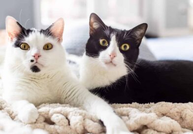 Sind die Gelenke deiner Katze fit?