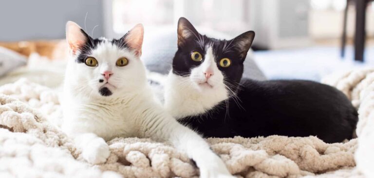 Sind die Gelenke deiner Katze fit?