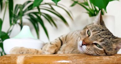 Aromatherapie bei der Katze