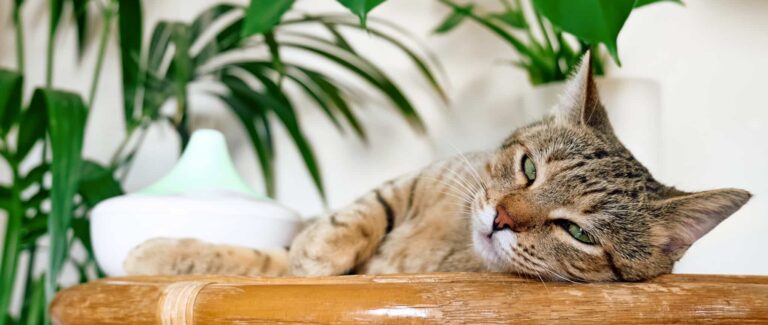 Aromatherapie bei der Katze