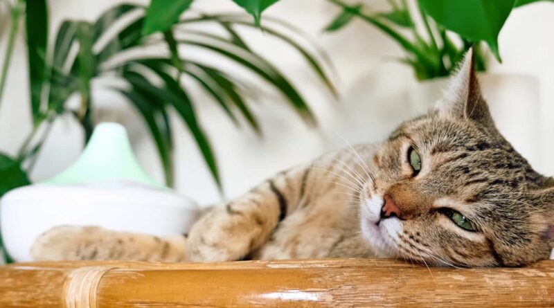 Aromatherapie bei der Katze